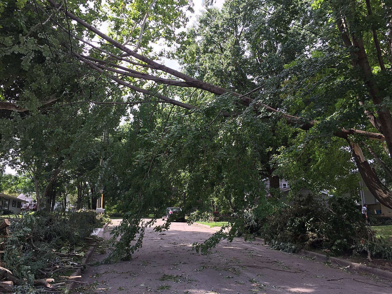 Downed tree limbs piled along a residential street awaiting collection