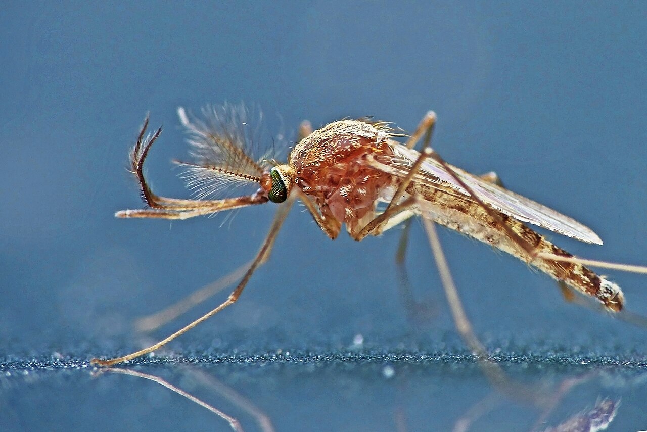 West Nile Season: How Dallas County Decides Where to Spray
